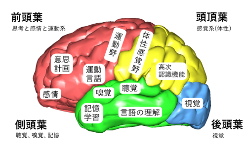 発作症状と大脳の関係図